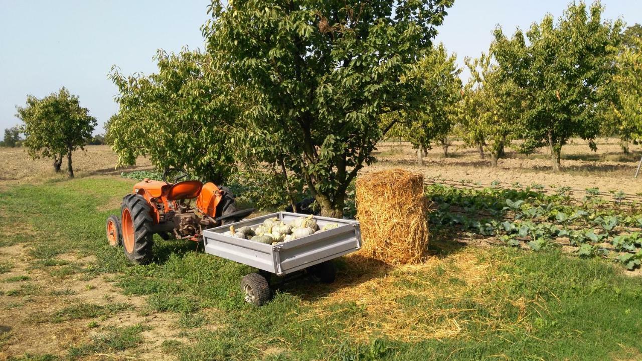 L'Albero Della Gioia Bed & Breakfast Villanova sull'Arda ภายนอก รูปภาพ